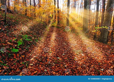 Forest In Autumn With Sunbeam Stock Foto Image Of Landschap Nave