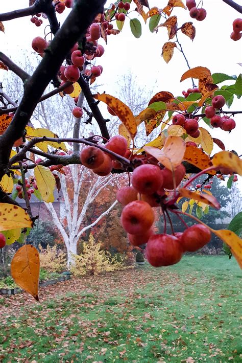 My Best Autumn Trees For Small Gardens The Middle Sized Garden