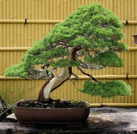 Japanese Culture Around The World Bonsai The Art Of Miniature Tree