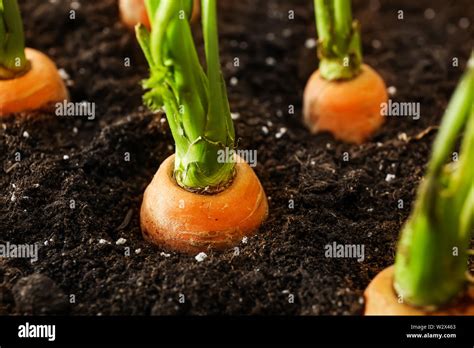 Growing Carrots In Soil Closeup Stock Photo Alamy