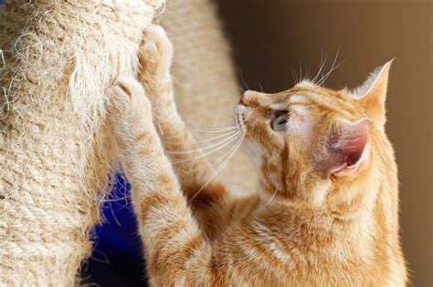 Cat Declawing Pros Cons And Safer Alternatives Trusted Since 1922