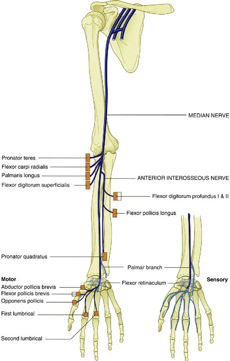 Figure 3 From Evaluation And Treatment Of Upper Extremity Nerve