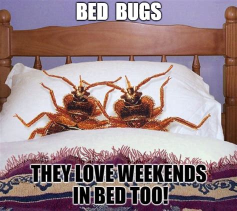 Bed Bug Weekend Imgflip
