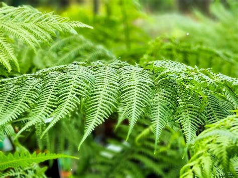 Soft Tree Fern Plants For Spaces