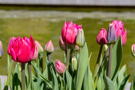 Beautiful Blooming Pink Tulip Flowers Stock Image Image Of Details