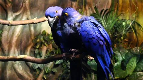 Blue Macaw Parrots Vancouver Aquarium Youtube