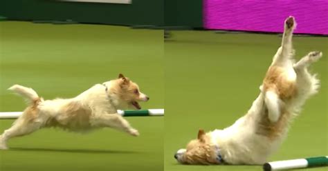 Another way to say very excited? Funny Jack Russell Terrier Dog Gets Excited at Dog Show ...