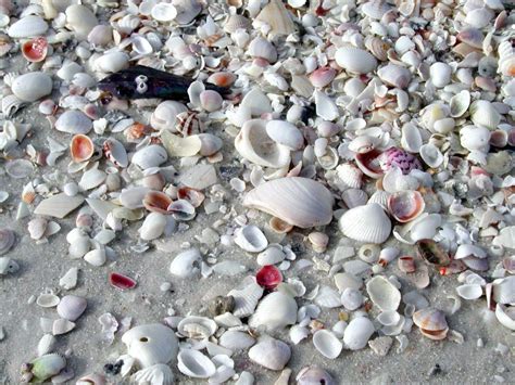Best Beaches For Shelling In The Us From California To Florida