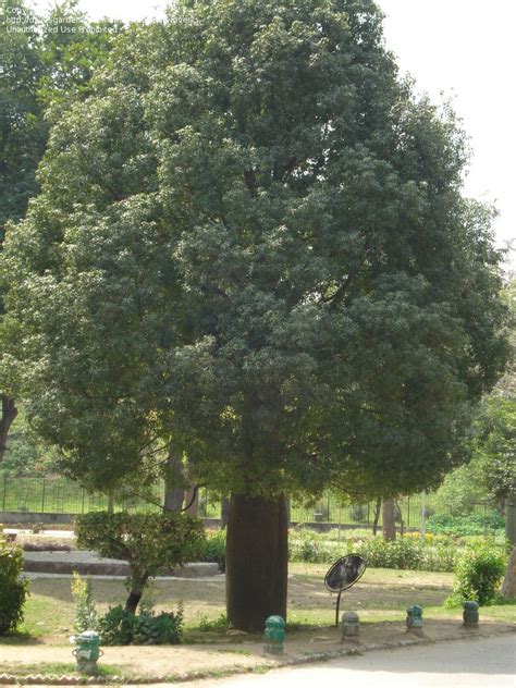 We stock a wide variety of trees including evergreen, flowering. PlantFiles Pictures: Sterculia (Pterygota alata) by cactus_lover