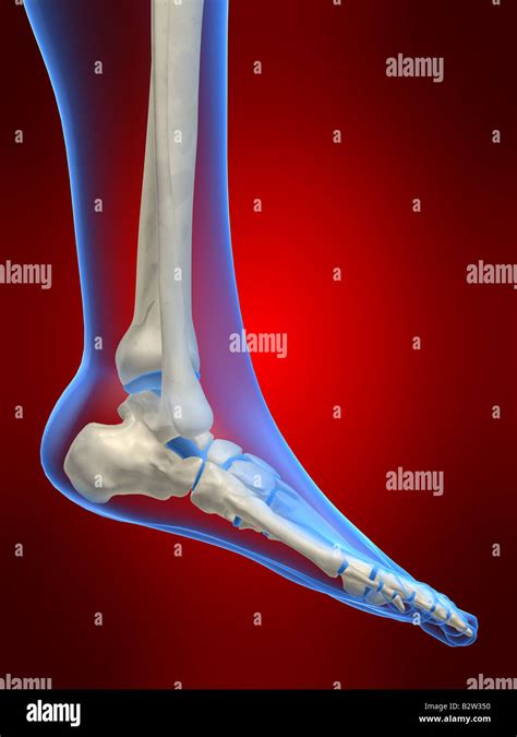 Human Foot Stock Photo Alamy