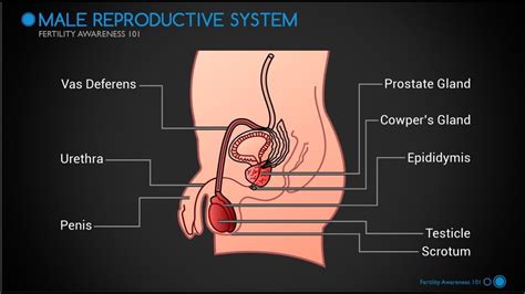 Part 1 The Male Reproductive System YouTube