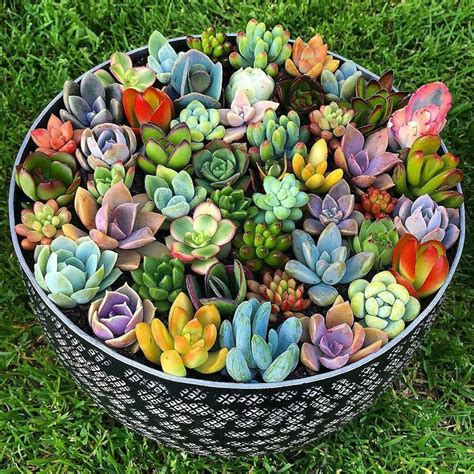 Pin By Imene Idriss On صباريات • Cactus Succulents Growing