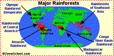 Rainforest Biome Home