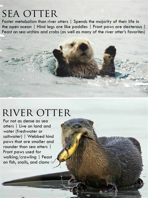 Top Quotes And Sayings About OTTERS Inspiringquotes Us