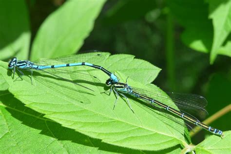 Dragonfly Vs Damselfly Difference And Comparison