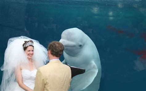 Beluga Whale Attends Wedding Sparks Photoshop Battle 40 Pics