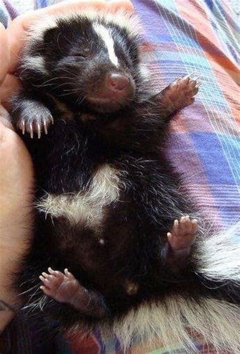 These Baby Skunks Are An Instant Mood Booster Baby Skunks Cute