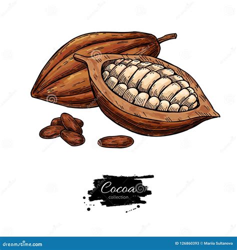 Cocoa Vector Superfood Drawing Set Organic Healthy Food Sketch Stock