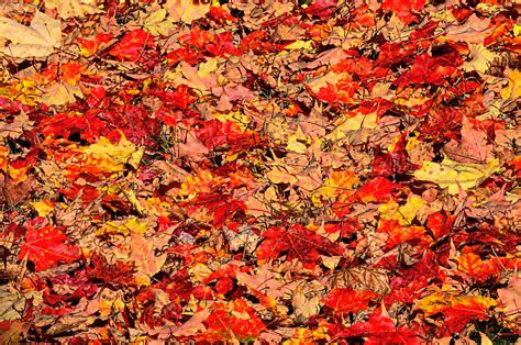 Painted Autumn Leaves Background Free Stock Photo Public Domain Pictures