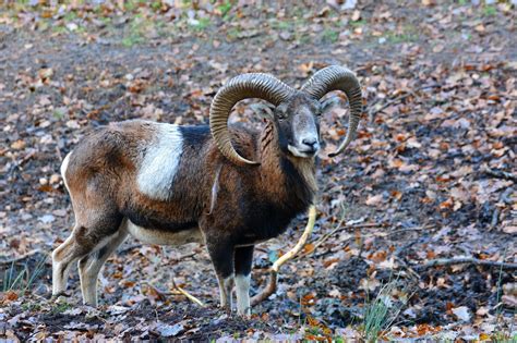 Mouflon Wildlife Park Nature · Free Photo On Pixabay