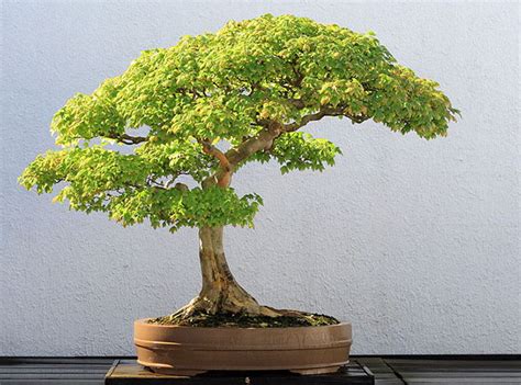 Quando parliamo di potare il bonsai, non facciamo riferimento solo alla parte arborea. Come potare un bonsai