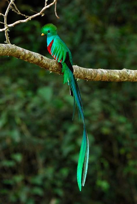El Quetzal El Ave Sagrada De México Mano Mexicana