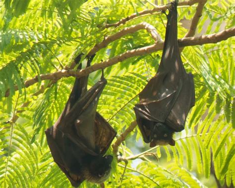 Giant Golden Crowned Flying Fox Facts Diet Habitat And Pictures On