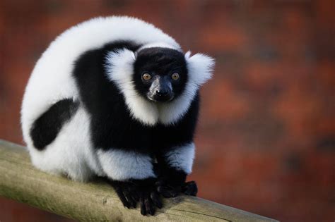 Black And White Ruffed Lemur By Peter Orr Photography