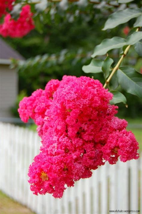 These flowers, lagerstroemia, are known as either crepe myrtles, or crape myrtles, depending on who is spelling the name. Southern Crepe Myrtle | Love flowers, Flowers, Flowers ...