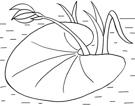 Here presented 53+ lily pad flower drawing images for free to download, print or share. Lily Pads Coloring Pages | Lily pad drawing, Lily pads ...