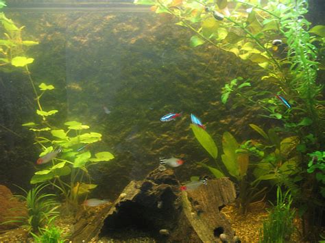 tropisch aquarium nummertje 40 waar de op mooi is flora and fauna fandf fau forum fok nl