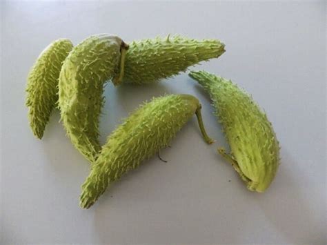 They don't eat the milkweed leaves but they look like they do, so those predators leave them alone too. Milkweed Is Edible? Yes, And It's Super-Easy To Prepare, Too
