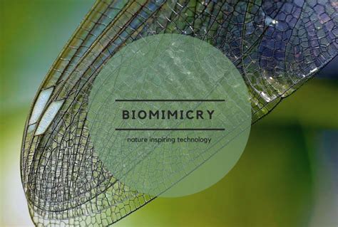 Biomimicry When Nature Inspires Technology Industrial Outpost