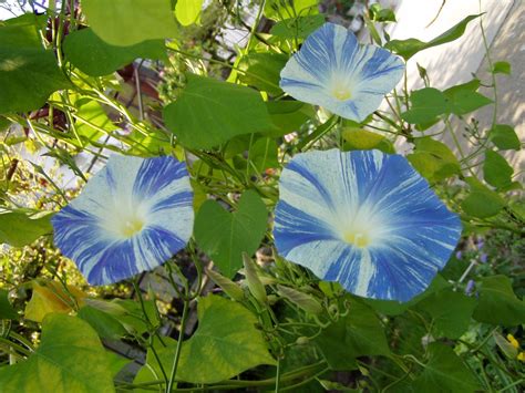 Free photo: Convolvulus - Bloom, Blue, Bspo06 - Free Download - Jooinn