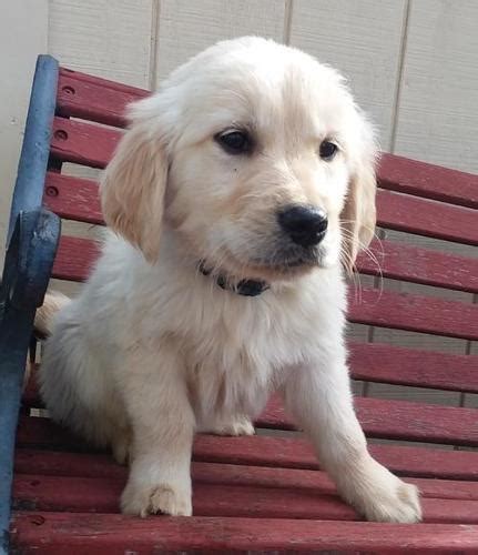 Golden Retriever Puppy For Sale Adoption Rescue For Sale In Narvon