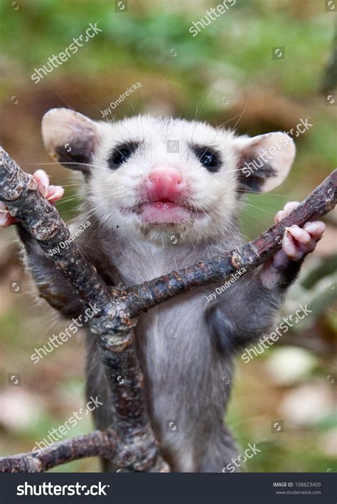 Baby Opossum Learning Climb Colloquially Possums Foto De Stock