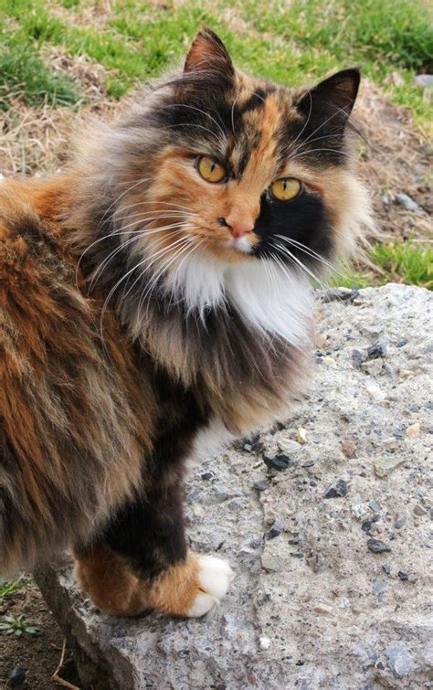 Calico Cat By Viva La Cheese On Deviantart Long Haired Cats Calico