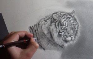 Mandalas De Tigres Para Colorear Dibujos Pintados