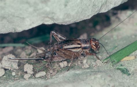 Striped Ground Cricket Allonemobius Fasciatus