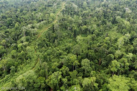 Aerial View Of Heavily Logged Rainforest