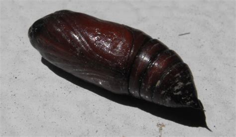 Elke dag worden duizenden nieuwe afbeeldingen van hoge kwaliteit toegevoegd. Moth pupa in the soil