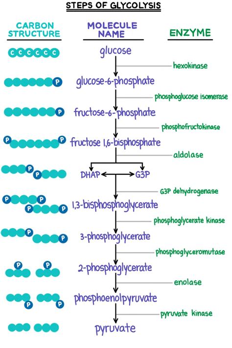 Every machine needs specific parts and fuel in order to function. Glycolysis (Cellular Respiration) — Summary & Steps - Expii