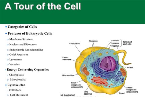 Eukaryotic Cell Labeled And Function