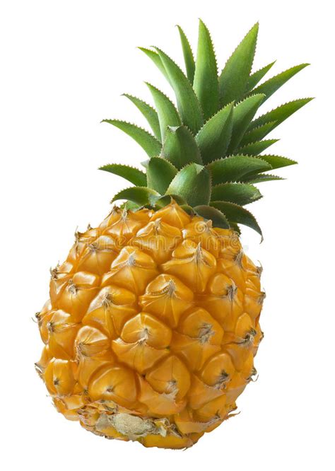 18 Mini Pineapple Free Stock Photos Stockfreeimages