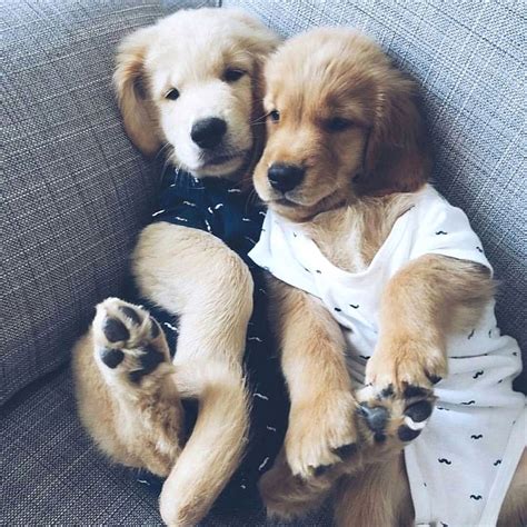 Cuddle Besties Dogs Animals Puppies In Pajamas Cute Puppies And