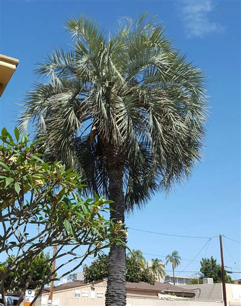 Butia Capitata The Pindo Palm Photographed In San Diego A Slow