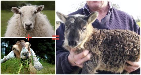 A Goat Sheep Hybrid Was Born In Ireland And Its Called A Geep First We Feast