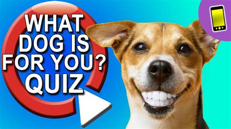 📱 What Dog Should I Get Take A Quiz Youtube