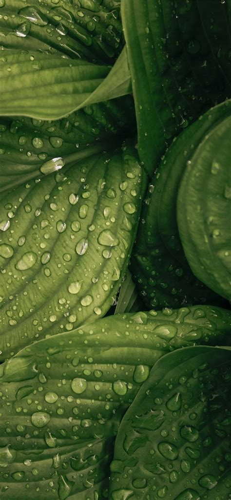 Water Drop On Green Plant Iphone 11 Wallpapers Free Download