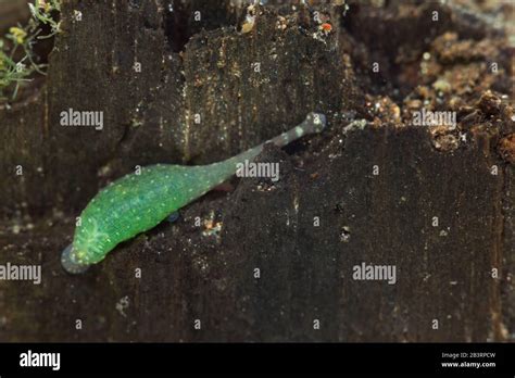 Freshwater Leech Hemiclepsis Marginata Stock Photo Alamy